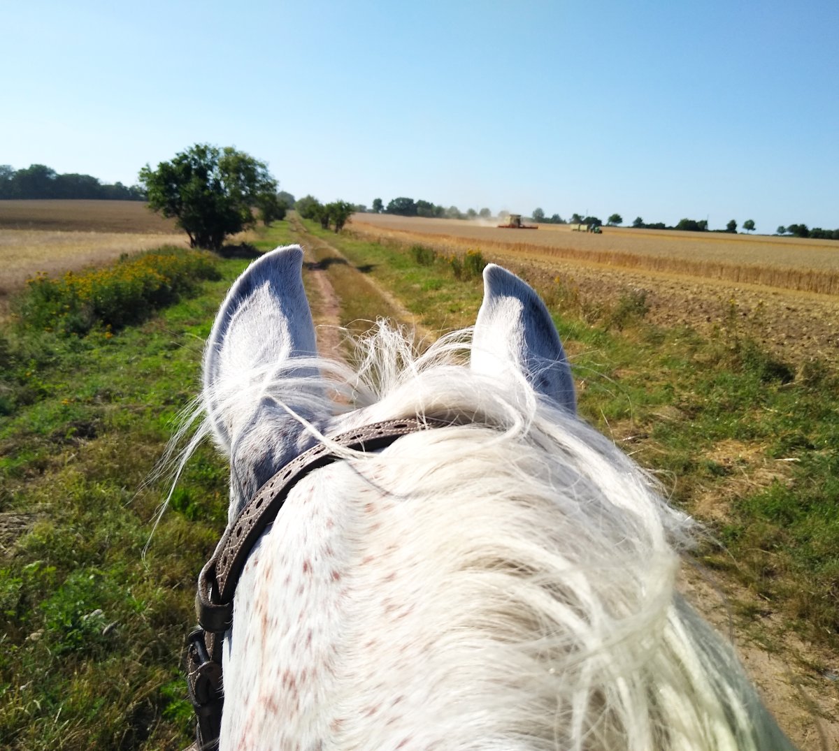 Ohren vom Araber -
        Altmark - Hohenbddenstdt