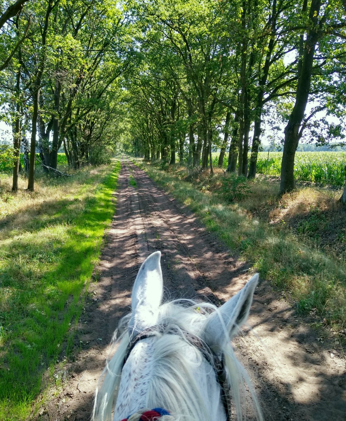 Allee in
        Norddeutschland