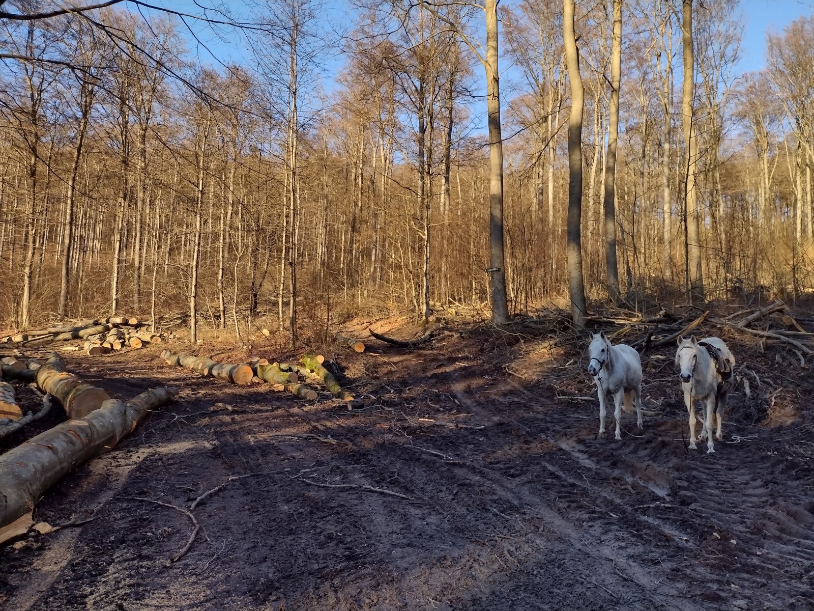 Buchenschlachten Waldems