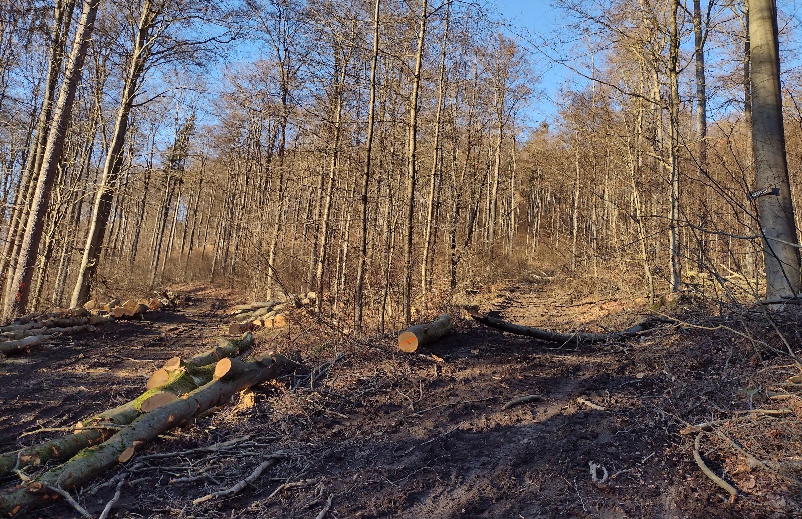 Buchenschlachten Waldems